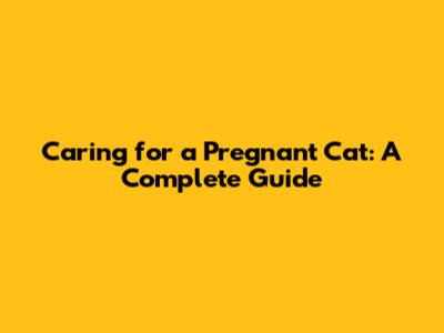 Caring for a Pregnant Cat: A Complete Guide