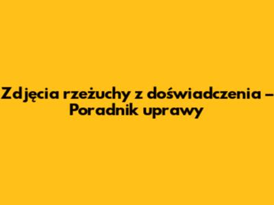 Zdjęcia rzeżuchy z doświadczenia – Poradnik uprawy